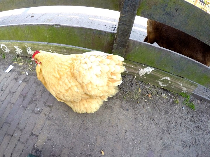 DCIM101GOPROGOPR2393.